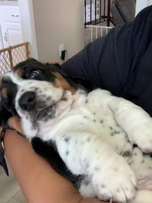 The puppy phase was the most ADORABLE 🥹💕 @Nova Jane and her beautiful puppies! #bassethound #bassethoundsoftiktok #bassetpuppy #bassethoundpuppy 