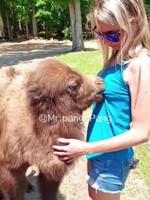 Alpaca friendly animals🦙🥰🥰#cuteanimals #funnyanimals #funny #alpaca #alpacasoftiktok #PetsOfTikTok #farm #animals