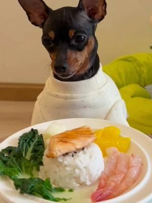 Sushi vibes for this little foodie☺️ #dog #dogsoftiktok #doglover #dogasmr #asmr #whattoeat #petfeeding #minpin #minipinscher #cutie #funny #dogeating #cutedog #mukbangasmr