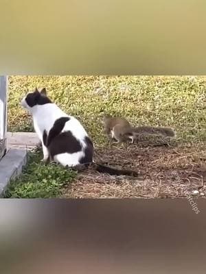 Cat vs animal 😂#funnycats #funnyanimals #funnypets #cat #catsoftiktok #pet #funnycatvideo 