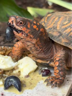 Blueberries are her Favorites 🥰 #easternboxturtle #exoticpets #blueberry #reptilecommunity #boxturtle #turtles #tortuga #reptile #tortoise #reptilefood #conservation #turtlepower #fypage #animals #fruit #reptilelover #turtlelife #unsupervised #tartaruga #ninjaturtles #turtlefood #spoiled #mealworm  