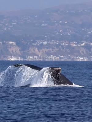 I enjoy seeing the beauty of Humpback whales waterfall flukes as they take deep dives. We’ve been seeing several encounters off the coast of Dana Point, California as they continue feeding before heading south to the warmer waters to mate and give birth. 🎥 @loriannah  Canon R5 & Canon RF 100-500 mm lens Seen while aboard @danawharf  #danapoint #humpbackwhalefluke #humpbackwhale #slowmotion #slomo #canonphotography  #canonusa #wildnature #canonvideography #shotoncanon #nature #discoverglobe #ourplanet #discoverearth #wildlifeonearth