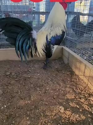 Gallofinofarm Grey SOLD #Gallofinofarm #gallosfinos #backyardbreeders #game #gamefowlbreeders #sport #gamefowllifestyle #greys #gallosfinos #gamefowl #RH #pfypシ #foryourpage #guerra #gamefowllife 