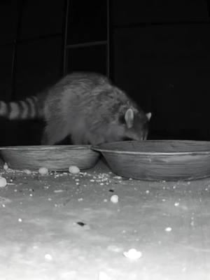 Oh no oh no he hit his little head on the water bowl. Tink #thirsty #racoonsoftiktok #racoons #racoon #wildlife #nature #california #pixiewitch626 #mountainlife #sarahmascorro #funnyvideo #hithead 