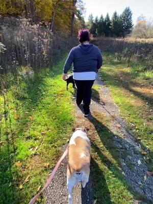 #DraftDump #OhioCheck #Ohio #Outside #Autumn #Nature #October #NatureWalk #Dogs #Dog #DogsOfTikTok #Addy #Minnie #Denver @Brei Ryan @Adelaide, Denver & Minnie 