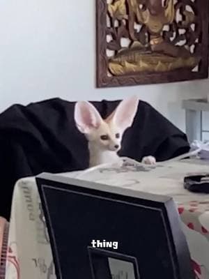 Fennec fox #tiktok #foryou #animals #cute #fennecfox 