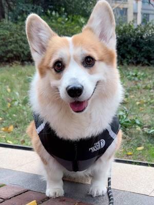 New clothes, Dog cotton vest.#corgi #dog #mypet 