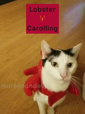 #drennondavis #catdad #musicalcomedy #sketchcomedy #lobsterdoug #christmas #carols #talkingcats #funnycats #catsofinstagram