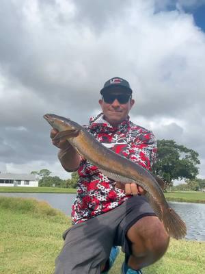 Doing a little golf course fishing and caught this nice little Snakehead on the hurricane eye spin hook, and a 3 inch heat seeker. The link to both is in my bio. All stryker swimbaits are on sale!  #urbanfloridafishing #fishing #bassfishing #fishingvideos #freshwaterfishing #floridafishing #canalfishing #golfcoursefishing #southfloridafishing #pondfishing #snakeheadfishing #hurricaneyespinhook #heatseeker #fishtok #fishingtiktoks 