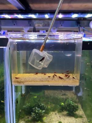 Adding Red Moss (Caloglossa Beccarii) and shrimp back into their newly reset breeding tank! #neocaridina #shrimp #moss #dakuaquatics #fishkeeping #aquarium #aquariumhobby #fish #aquascape #freshwateraquarium #aquariumfish #plantedtank #aquariums #tropicalfish #fishkeeper #aquascaping #aquariumlife #plantedaquarium #nanofish #aquariumsofinstagram #freshwaterfish #freshwatertank #aquascaper #natureaquarium #freshwater #fishofinstagram #nature #nanotank #fishroom