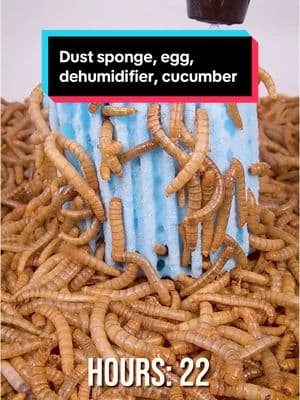 Dust sponge, egg, dehumidifier packet and cucumber #venomvoice #mealworms #timelapse 