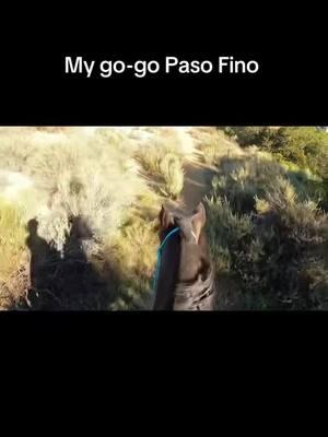 #onthisday #pasofino #run #canter #lope #trailhorse #gaited #letsgo #letsride #horseback #trailhorse #bitless #ghostsaddle #sandiego 