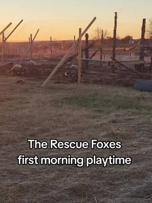 rescue foxes #foxes #playtime #farm #animals #fox