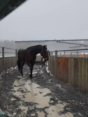 winter wonderland ✨️##fypシ゚viral #standardbredsoftiktok #racehorse