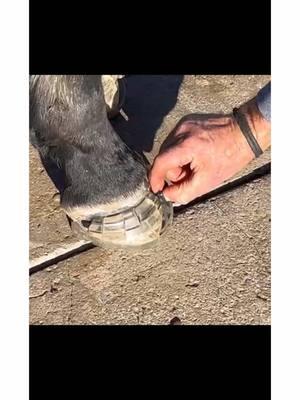 TESTING UPDATE: EasyShoe Change continues to do well throughout the trim cycle. Simply turn your horse out barefoot and apply the shoes when needed, such as before a trail ride! 🐎 #horseshoes #glueons #glueonhorseshoes #horseshoeing #horse #horsesoftiktok #trailriding #horsehoof #hoofcleaning #hoofpicking #hooftok #hoof #hoofcare #horsehoof #horsehealth #equine #equinelife #equinehealth #equestrian #equestriansoftiktok #easycareinc #easycare 