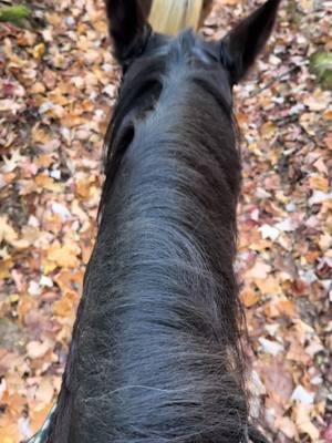 My love for horses ❤️ #sureandsteady #trailride #blueridgeparkway #fypage #horse 