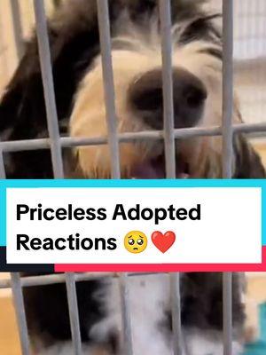 When Shelter Dogs Realized They Are Being Adopted 😍 || Emotional Adoptions 🥺 #dog #dogsoftiktok #dogsoftiktokviral #dogs #doglover #doggo #dogtok #doglife #puppy #puppytiktok #puppylife #puppydog #adoption #adoptme #adopt #adopted #shelterdog #shelterdogsoftiktok #emotional #priceless #heartwarming #hearttouching #wholesome #happytears #tearsofjoy #joyous #reaction #fyp #fypシ #fypシ゚viral #foryoupage 