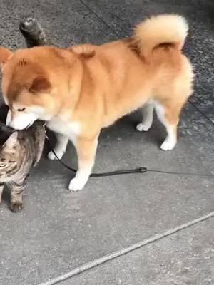 Dog licks cat for about one minute 🍞🍞🍞 💖 Double Tap to Like!  👉 Tag One Friend to spread Shibe love!  👇 Follow Us for more Shibes! @shoobshibe @shoobshibe @shoobshibe @shoobshibe  —————————————————  #shibainu #shibe #shiba #shoob #doggo #instagood #dogs_of_instagram #pet #pets #animal #animals #petstagram #petsagram #dogsitting #photooftheday #dogsofinstagram #ilovemydog #instagramdogs #nature #dogstagram #dogoftheday #lovedogs #lovepuppies #hound #adorable #doglover #instapuppy #instadog #meme #shoobshibe 