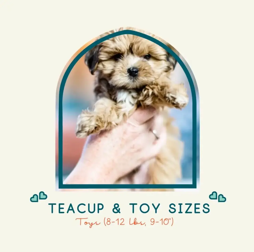 Our Teacups (4-10 lbs, 7-8") and Toys (8-12 lbs, 9-10") are the smallest members of the Habibi family, full of love and personality. Stay tuned for updates on planned 2025 timelines 🐶💖 https://bit.ly/Apply-HabibiBears #TeacupAndToy #HabibiBearsJourney #HabibiBearsMagic #kidswithdogs #CuteDogs #DogLove #PuppyJourney #habibibear #PuppyPerfection #FurryFriends #DogLovers