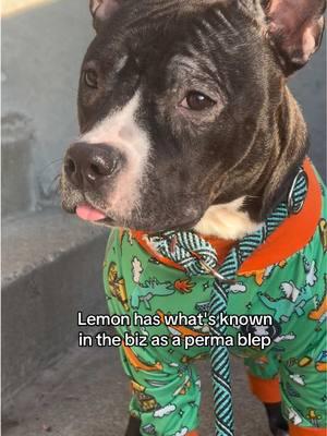 Come meet beautiful angel baby Lemon 🍋 today from 1-5pm! #adopt #adoptme #lemon #lemons #puppy #onesie #baby #infant #shelter #shelters #cutie #rescue #dogs #dogtok #dogsoftiktok #babygirl #capcut #captions #fyp #foryou #foryoupage #fypシ 