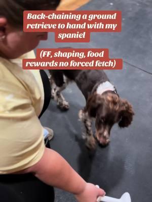 This can be done with any retrieving object! #retrieve #DogTraining #spaniels #obedience #retrievingdog #sdtraining #trainingtips #gunnerpackleader #bumpers #dockdiving #doghandler 