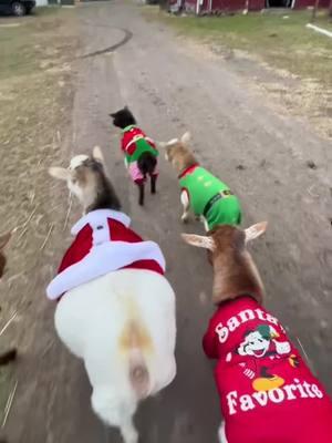 What’s better than goats in Christmas sweaters? Nothing, prove me wrong. #leamansgreenapplebarn #7generationfarm #michiganfarmer #goatsinsweaters #faintinggoats #christmasonthefarm #loveanimals #goatsoftiktok #goats #christmas #happyholidays #agriculture #onthisday 