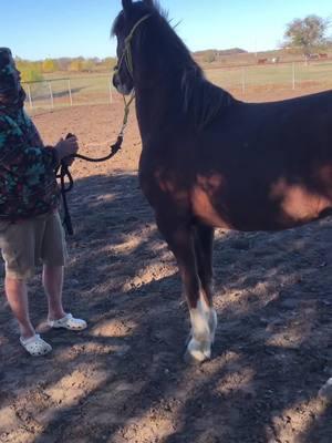 Our new boy Jackson who will be available soon!! #jarafarms #mover #bowietx #draftcross #fancy #texashorses #crossbreed 