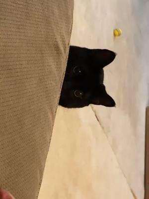 Suprise attack! #fypシ #playingaround #catthingz #foryou #foryoupage #cats #fyp #blackcatsoftiktok 