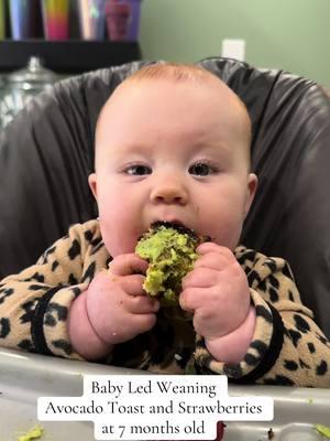 She LOVED the toast #babyledweaning #postpartum #irishtwins #irishtwins #pregnant #pregnantlife #pregnanttiktok #2under2 #secondbaby #secondtimemom #viral #relatable #viraltiktok #foryoupage #trending #new #baby #firsttimemom #mom #momlife #momtok #firsttimeparents #stayathomemom #sahm #girlmom #pumpingmom #breastfeedingmom #breastfeed #pumpwithme #fyp 