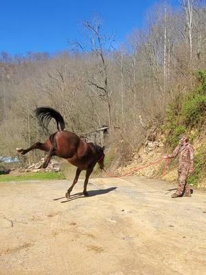 #horses #standardbredsoftiktok #barnlife #appalachia #blessed 