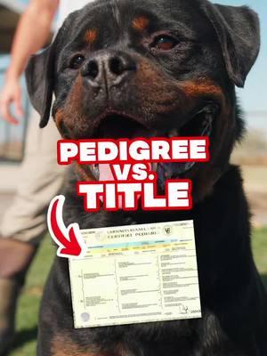 For me its both! #trkrottweilers #trkdogs #az #rottweiler #healthtested #showdog #usa #breedstandardsmatter #puppies #phx 