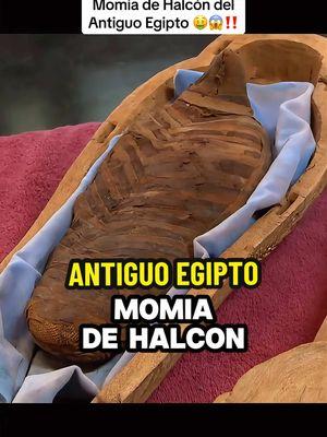 Momia de halcon del antiguo Egipto #elpreciodelahistoria #momia #antiguedades #coleccion #coleccionista #historychannel 