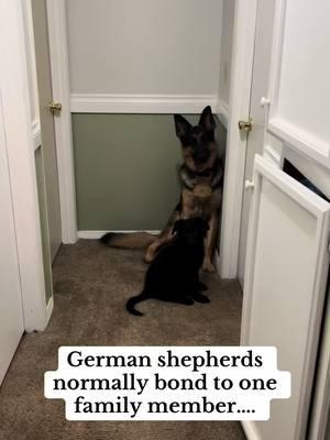 German shepherds are VERY ATTACHED #germanshepherd #germanshepherdpuppy #gsdpuppy #sweet #family #Love 