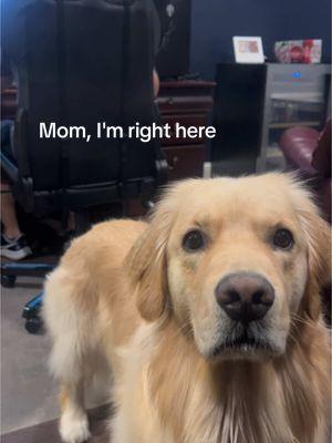 Riggt here, mom  #dogs #goldenretriever #goldenretrieverlife #doglife #cutedogs #pretty #cutestdogs 