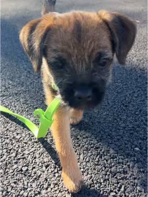 A pickles post🥒 #pickles #borderterrier #dogsoftiktok #puppytiktok #dogcommunity #fyp 