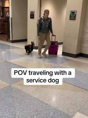 Leave a comment if you have any questions about flying with your task trained service dog🐕‍🦺 #posturalorthostatictachycardiasyndrome #posturalorthostatictachycardiac#chronicillness#potsawareness#potssyndromeawareness#pots#syncopeawareness #blackingouts#smallservicedog#disassociation#collegelife#medicalalertdog#pnes#seizure#dogsoftiktok#medicalalert#fnd#fndawareness#spoonie#potsservicedog#triathlon#triathlontraining #ironmanironmantriathlon 