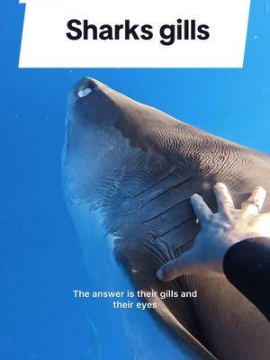 Sharks typically want nothing to do with humans & if one does become curious about you, staying calm, not splashing, & making eye contact are great ways to deter a negative interaction. If you’re in an emergency situation, the gills & eyes are extremely sensitive for sharks. You’re more likely to be bitten by a new yorker than a shark so keep in mind that is extremely rare. 🦈💙 #sharksafety #sharkdiving #sharkdiver #tigershark #savesharks #ocean #swimwithsharks 