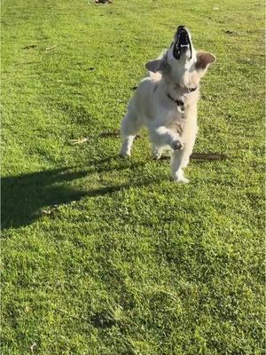 More energy? I think he has enough!😂 #funnyfinlee #energy #dogsoftiktok #dogsofttiktok #tiktokdogs  #famousdog #happydog #shredded #ripit #pullit #foryoupage #foryourpages #justforyou