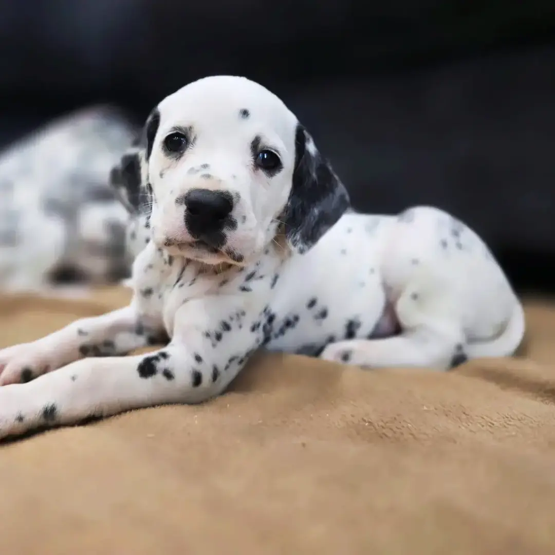 Christmas puppies! who's ready to snuggle a new puppy come New Year's Eve? #dals #101dalmatians #dalmatian #dalmatiansoftiktok #pnwdals #dalmatianpuppy #puppy #puppylove 