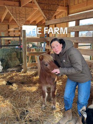 EVERYONE SAY HI TO THE FARM!!! #farm #farmanimals #horses #pony #goat #hobbyfarm #piggy #neigh #oink #dayinthelife #morningroutine #feeding #farm 