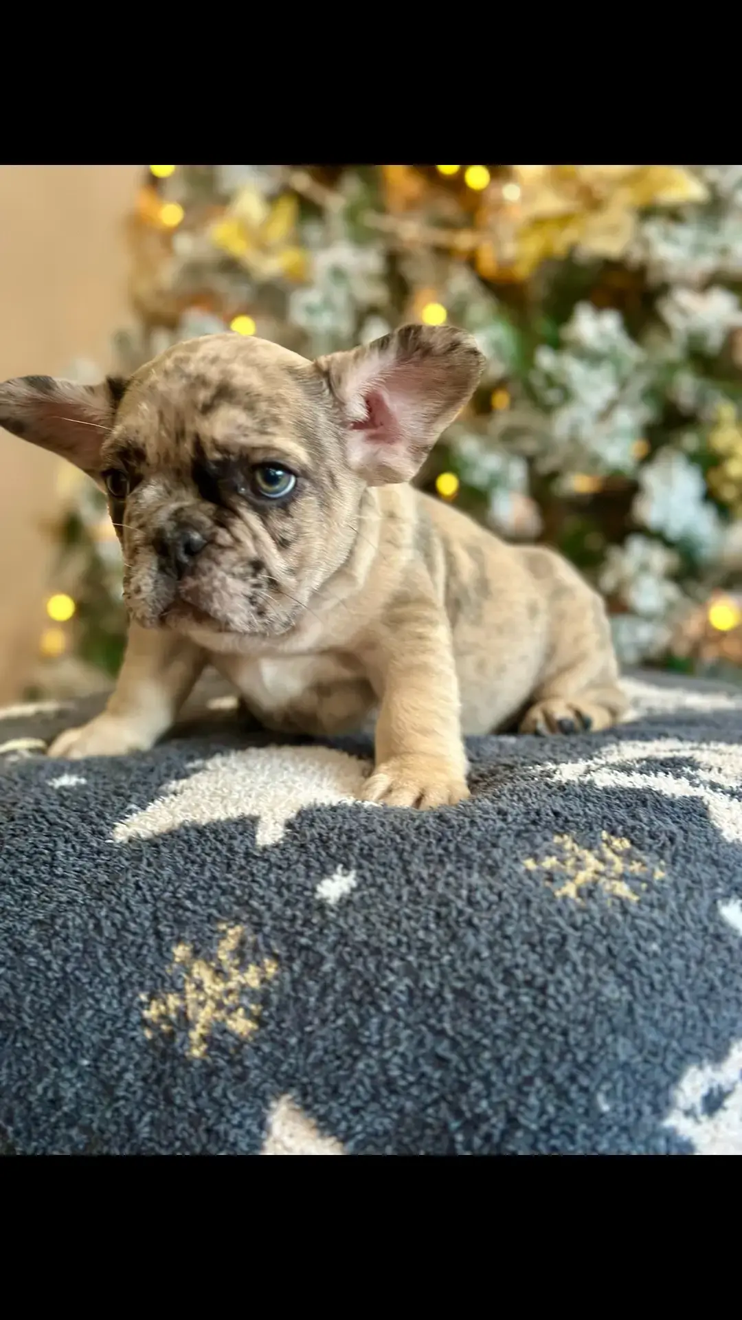 Another handsom boy 7 weeks old. DM for info #bestlife #frenchies #frenchbulldog #meryychristmas #holiday #pets #dogs #fyp #chicago 