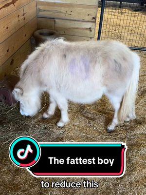 Poor little fat Squirt @Katie Van Slyke  #farm #farmlife #mini #horse