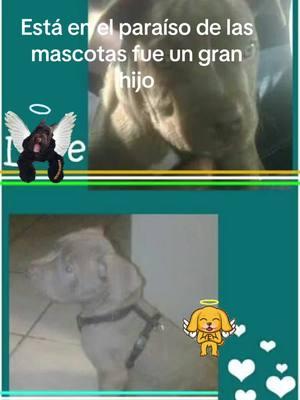 #mascotas #Newbritantiktoker #pitbull #pit #pitbullsoftiktok #mascotasdetiktok #newbrian #Parati #puertorico🇵🇷 #californiamexicans 