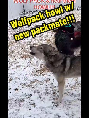 #wolf #dog #wolfpack #puppy #Love #happy #animal #dogs #cat #food #life #funny #cute #tiktok #meme #stitch #like #gsd #fyp #CapCut #short #shorts #viral #livefest2024 #blowthisup #bts #comedia #duet #edit #foryou #fypシ #foryoupage #funfacts #greenscreen #humor #instagram #joke #keşfet #movie #netflix #on #parati #quotes #relatable #trend #usa #wow #youtube #play #snow #fun #rescue #save #charity #hel #sanctuary #Summer #winter #spring #fall #Gofundme #run #river #camp #camping #sports #fun #hero #money #edit #joy #pet #Longervideos #germanshepherd #doggy #pup #bully #xlbully #rescued #shelter #rescuedog #TrendTok #Livefest #leash #dogwalk #TrendTokApp #howl #moon #tornado #coyote #coyoteamerica #Thankyou 