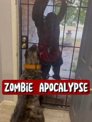 Could your Dog save you from a Zombie Apocalypse? 🐾 🧟 #dogsoftiktok #fyp #dogs #zombie