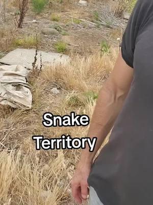 #snake #snakes #tiktok  #rattleblade #rattlesnakes #rattlesnake #fyp #foryou  #animals #reptiles #viral #trending #new #outside #reptiles #wow #big #usa  #sandiego #nature  #foryoupage #fypviralシ  #snakewrangler #wrangler #top #good #selflove 