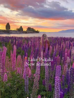 Sunrise at lake pukaki new zealand  ❤️🌸💜  #lakepukaki#lakepukakinz#newzealand#newzealandtiktok#travelnz#lupin#newzealandlupins#sunrise#explore# 