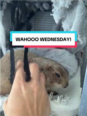 WAHOOO WEDNESDAY! A big jump and wahooo to get you over the hump today 🥰 #prairiedog #animals #poppytheprairiedog #wahoo #wahoowednesday #humpday 