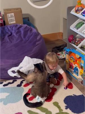 Theres a ghost in my playroom! #animal #pet #animalsoftiktok #pets #monkey #gaitlynrae 