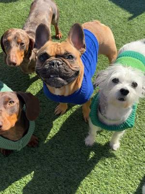 Its finally sweatuh weathuh in little dog daycare ❄️🧣 #dogdaycare #snl #littledogs #trending #sweaterweather 